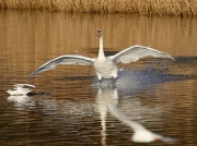Mute Swan (Cygnus olor)