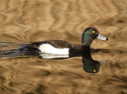 Tufted Duck (Aythya fuligula) - male