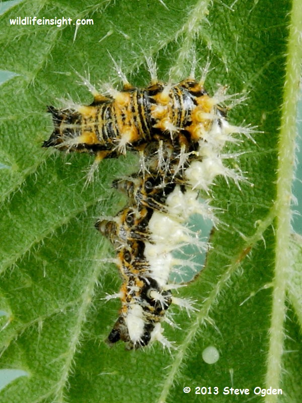 Comma butterfly caterpillar (Polygonia c-album) on nettle - © 2013 Steve Ogden