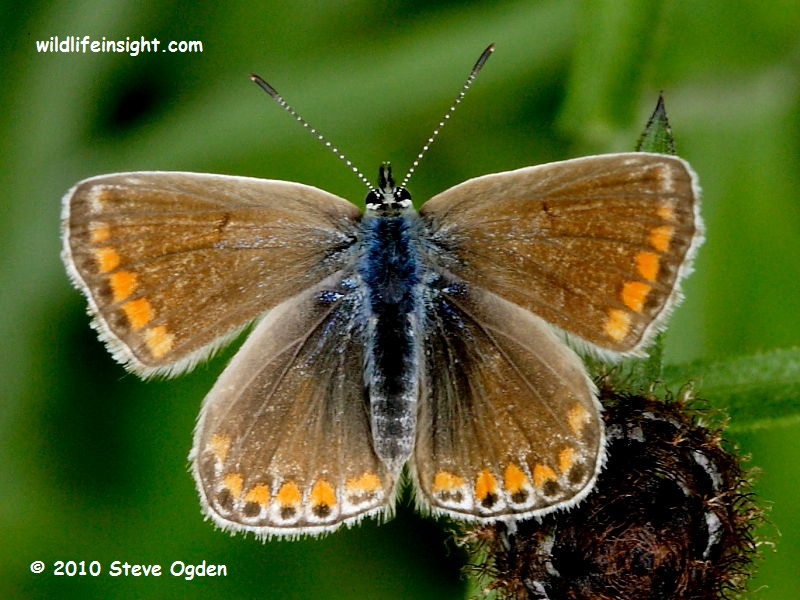 Common Blue butterfly (Polyommatus icarus) - female © 2010 Steve Ogden