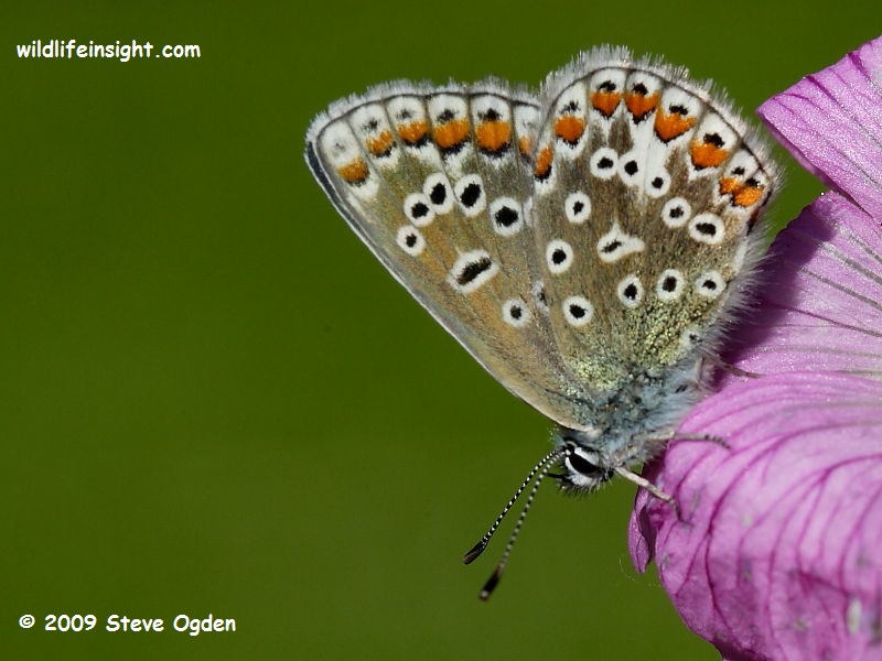 Common Blue Butterfly (Polyommatus icarus) - underside of  female © 2009 Steve Ogden