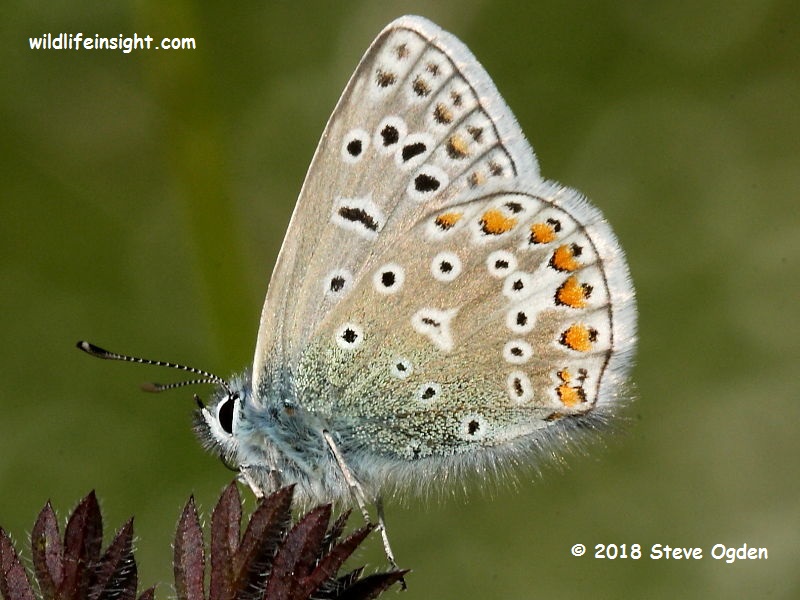Common Blue butterfly (Polyommatus icarus) - female underside © 2018 Steve Ogden