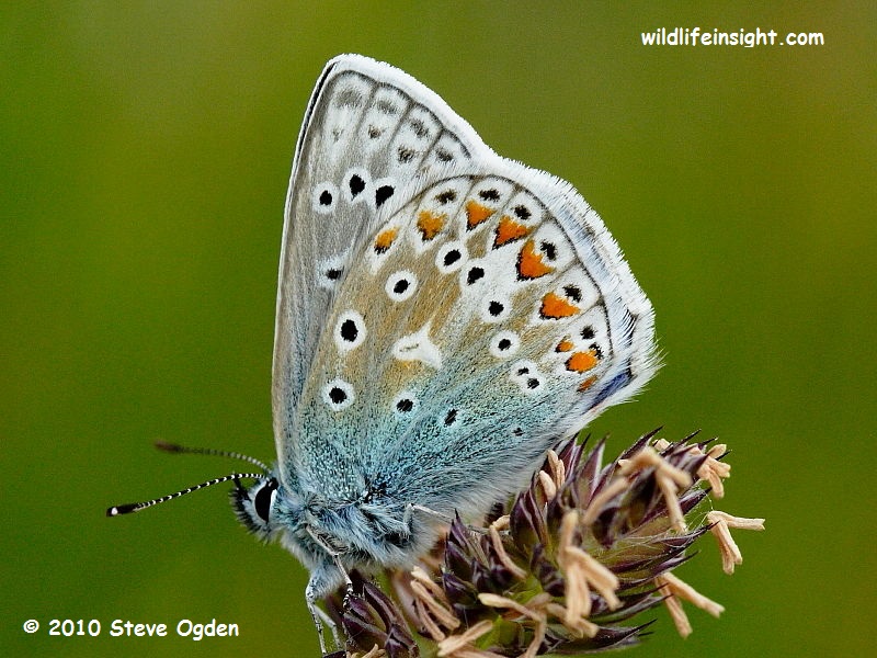 Common Blue butterfly (Polyommatus icarus) - male underside © 2010 Steve Ogden