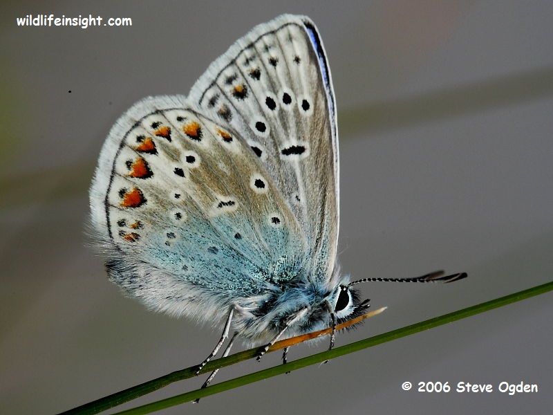 Common Blue butterfly (Polyommatus icarus) - male underside © 2006 Steve Ogden