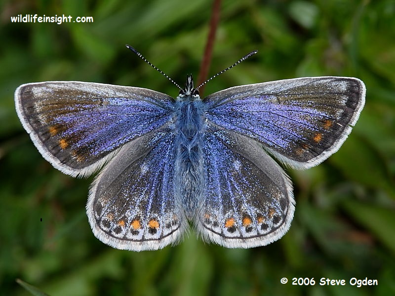 Common Blue Butterfly - female © 2006 Steve Ogden