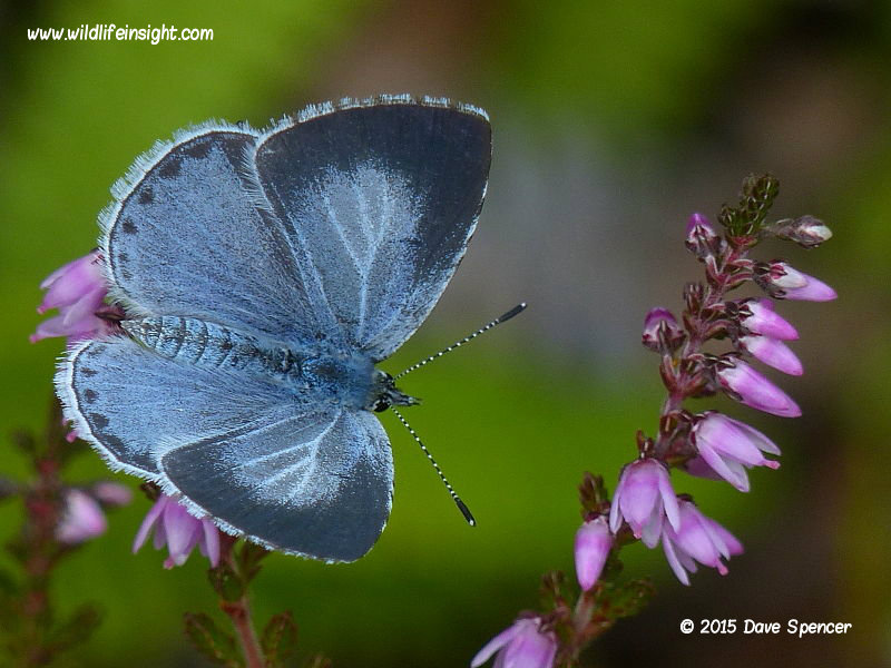 Holly Blue Butterfly and caterpillar (Celastrina argiolus) Wildlife