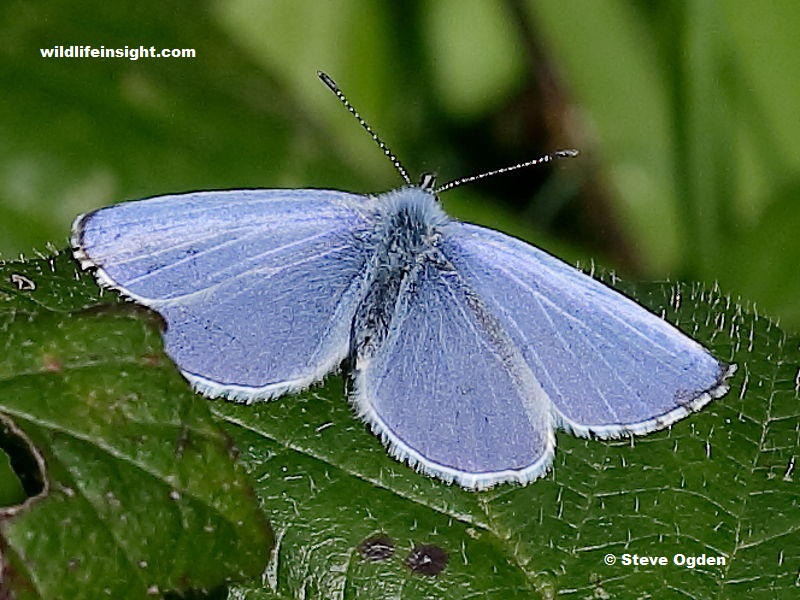 Male Holly Blue butterfly basking with wings open