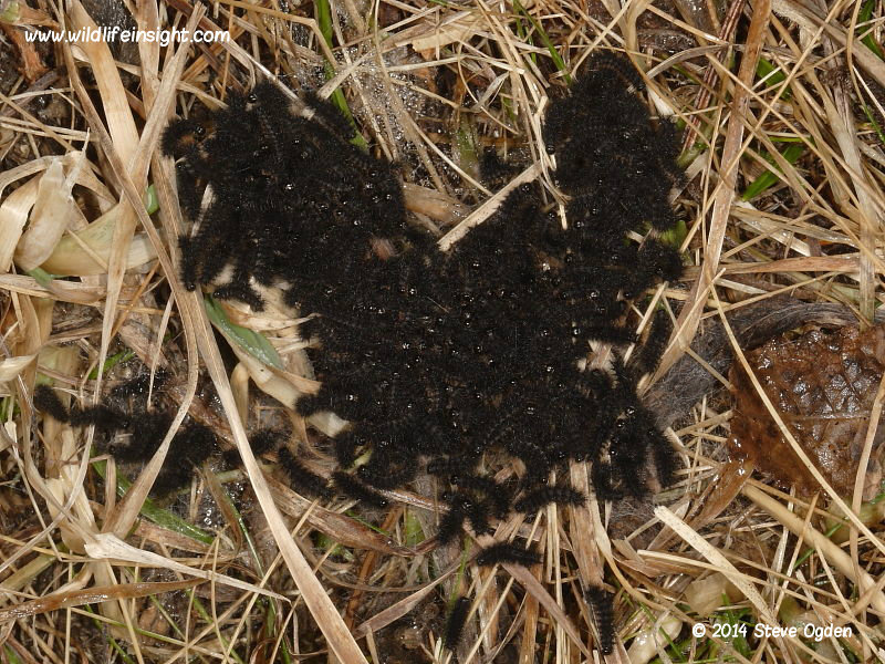 overwintered Marsh Fritillary caterpillars in February, Cornwall
