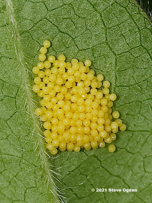 Recently laid yellow eggs of Marsh Fritillary butterfly