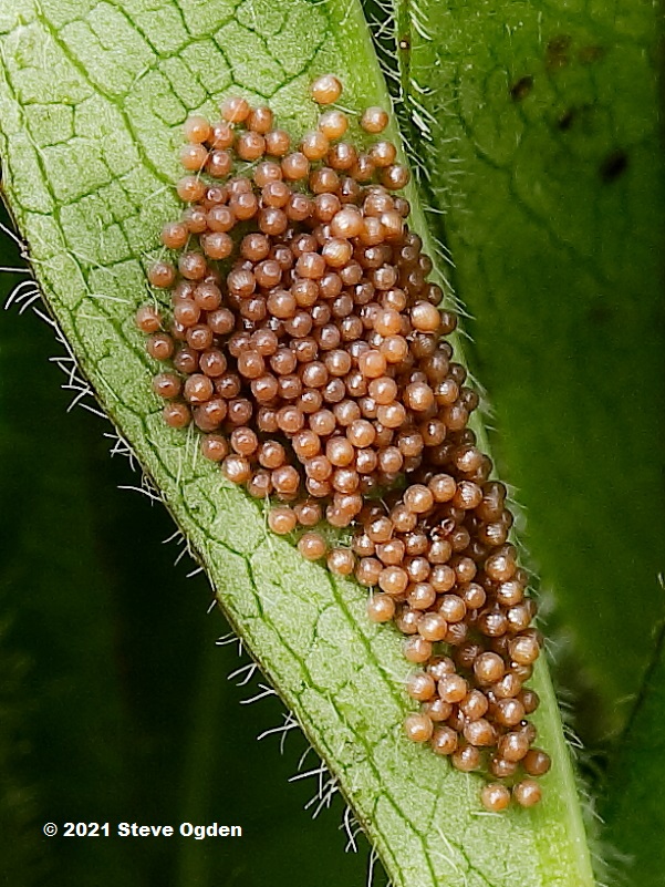 Developing brown eggs of Marsh Fritillary butterfly