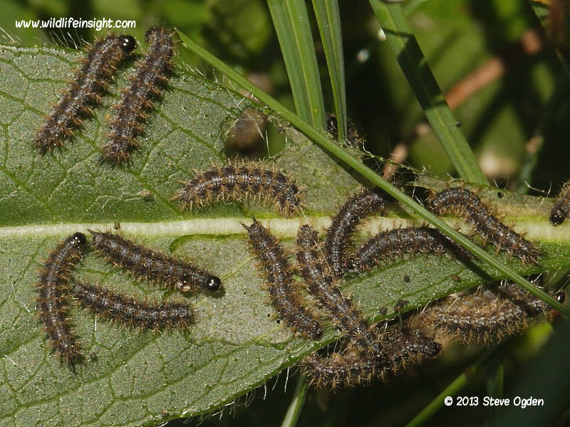 Marsh Fritillary caterpillars feeding on Devil's bit Scabious