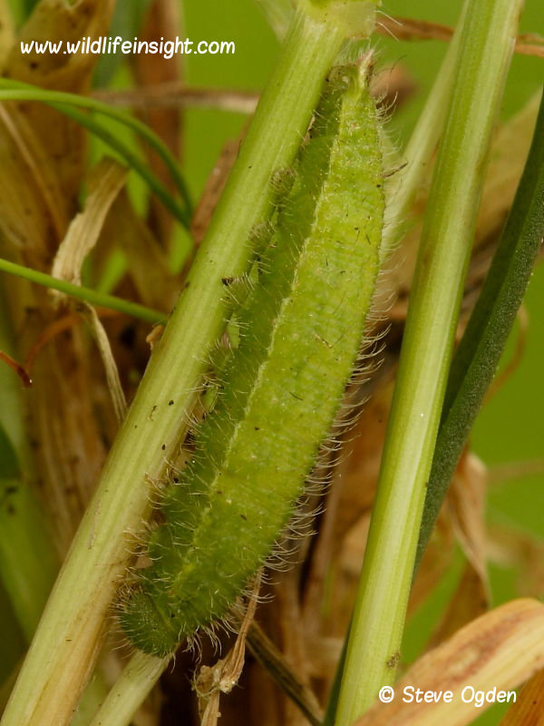 Meadow Brown caterpillar swept from grass at night 2014 Steve Ogden