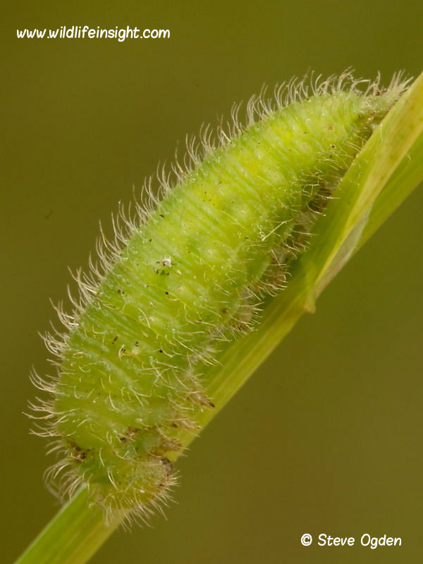 Meadow Brown caterpillar swept from grass at night 2014 Steve Ogden