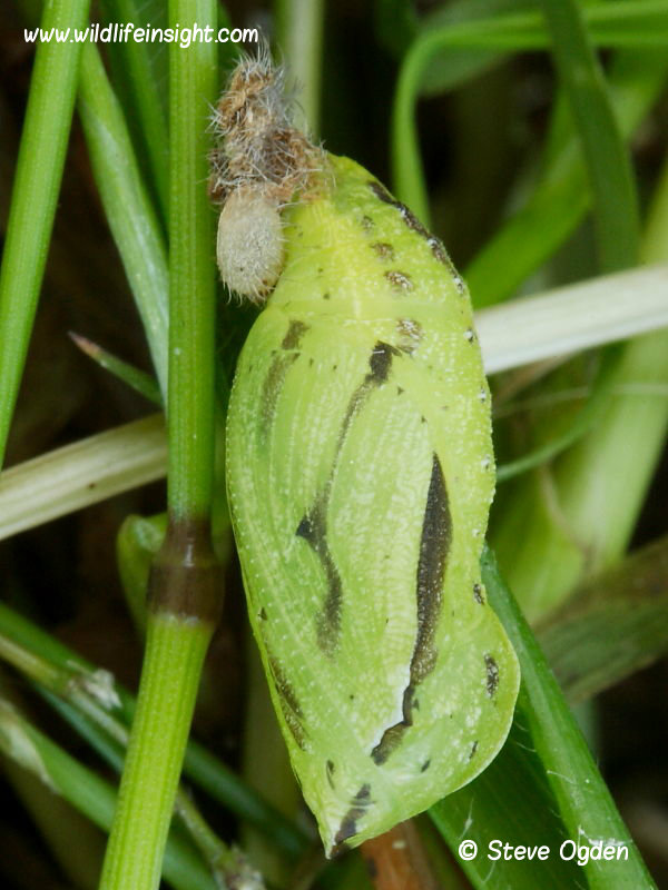 Meadow Brown butterfly chrysalis attached to grass stem 2014 Steve Ogden