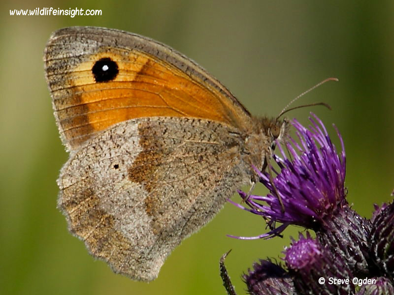 Meadow Brown butterfly  showing underside while nectaring on knapweed flower ©  2014 Steve Ogden