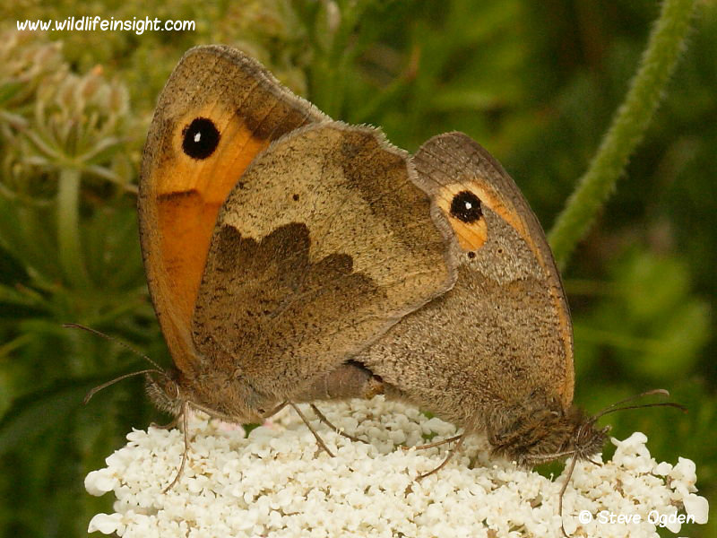 Meadow Brown butterfly mating pair (Maniola jurtina) ©  2014 Steve Ogden