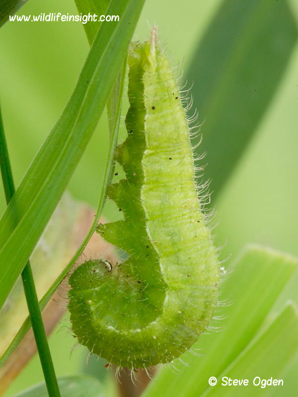 Meadow Brown pupating caterpillar  © 2014 Steve Ogden