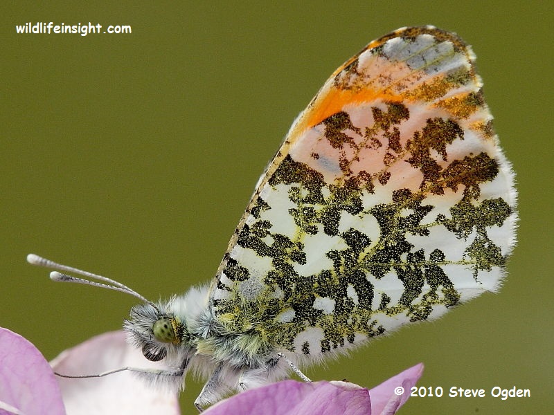 Orange-tip Butterfly (Anthocharis cardamines) male © 2010 Steve Ogden