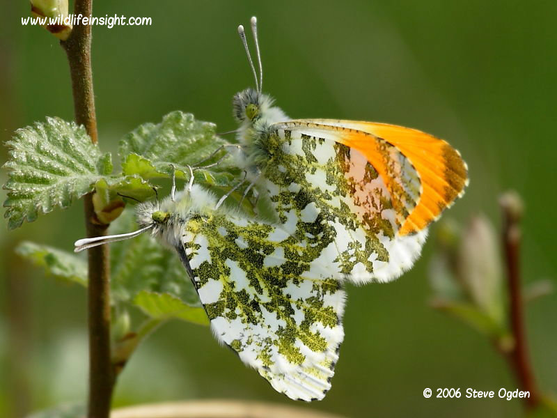 Orange-tip Butterfly mating pair  (Anthocharis cardamines) © 2006 Steve Ogden