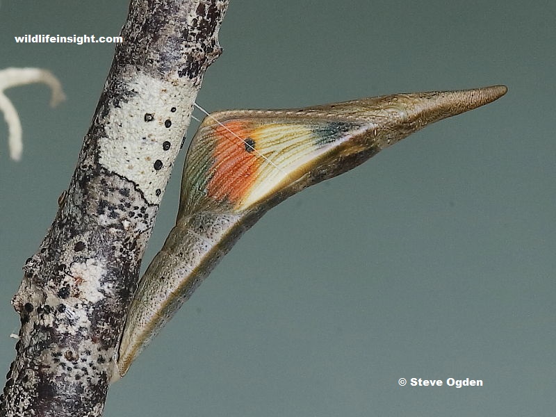 Male Orange-tip butterfly ready to emerge from chrysalis