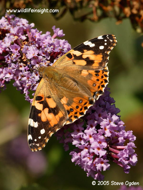 Painted Lady Butterfly And Caterpillar Vanessa Cardui Wildlife Insight