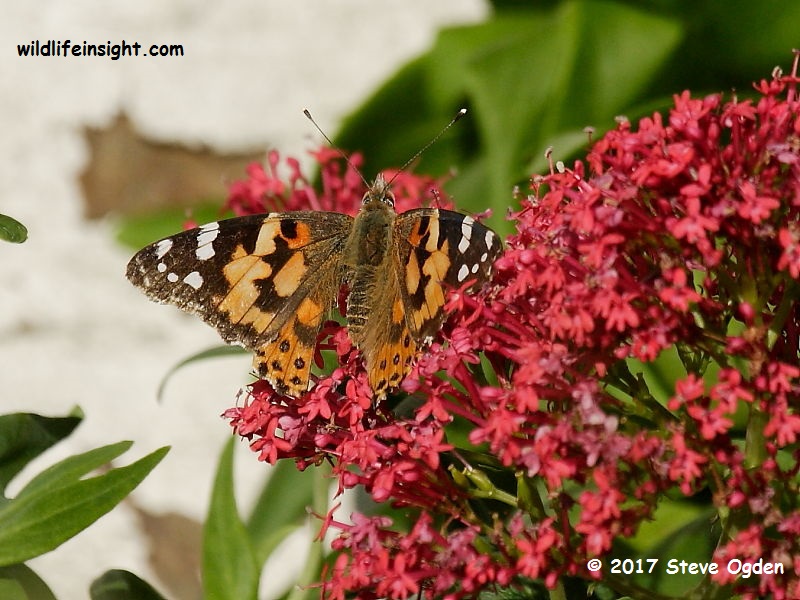 Painted Lady butterfly (Vanessa cardui) 17th November The Lizard Cornwall UK © 2015 Steve Ogden