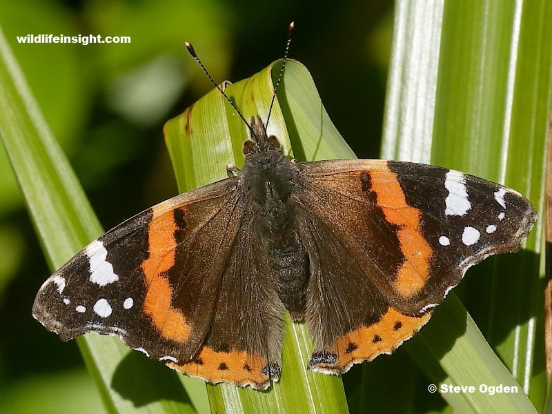 January sighting of a Red Admiral butterfly sighted in Cornish garden in January - photo Steve Ogden