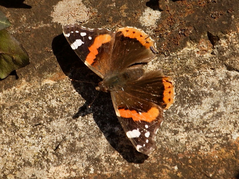 Red Admiral overwintering butterfly (Vanessa atalanta)