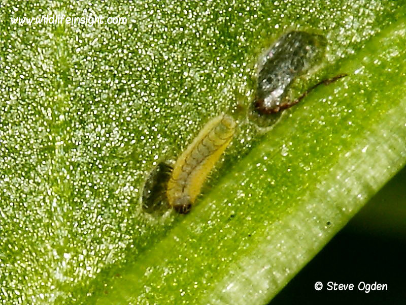 Small Copper 2 day old caterpillar (Lycaena phlaeas) © 2013 Steve Ogden