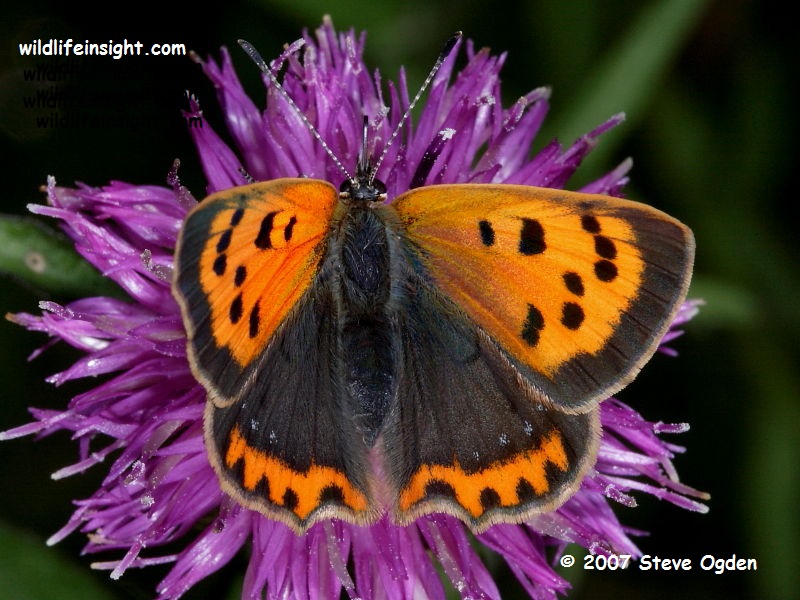 Female Small Copper Butterfly form caeruleopunctata - photo © 2007 Steve Ogden