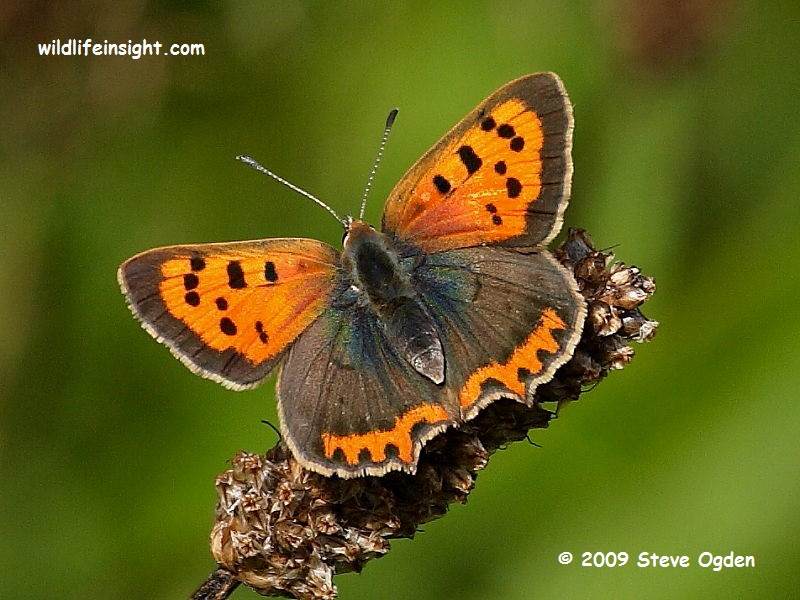Male Small Copper Butterfly, Lycaena phlaeas 