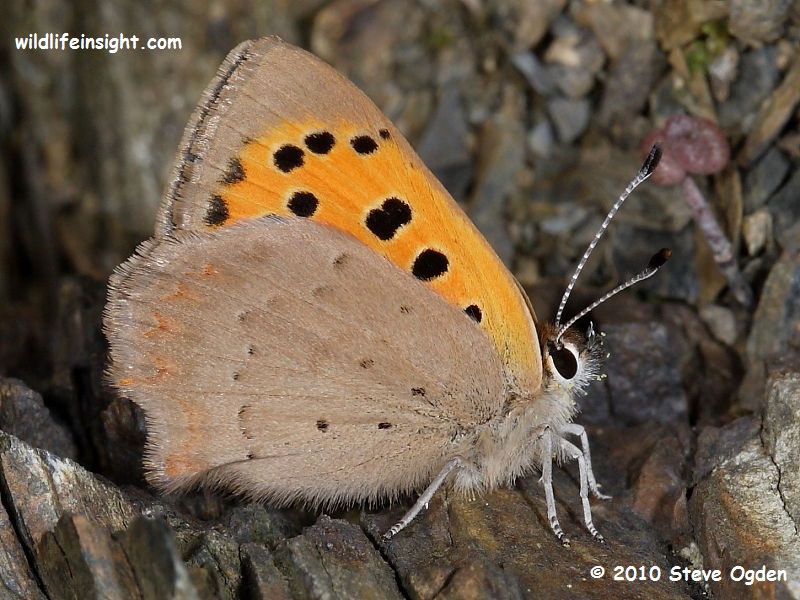 Underside of Small Copper Butterfly - © 2010 Steve Ogden