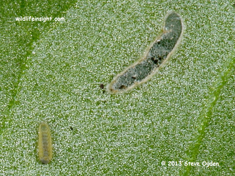 Early signs of Small Copper butterfly caterpillar feeding © 2013 Steve Ogden