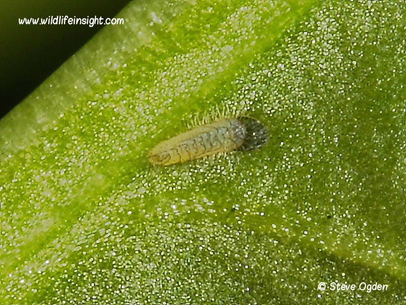 Small Copper 1.5 mm caterpillar (Lycaena phlaeas) © 2013 Steve Ogden