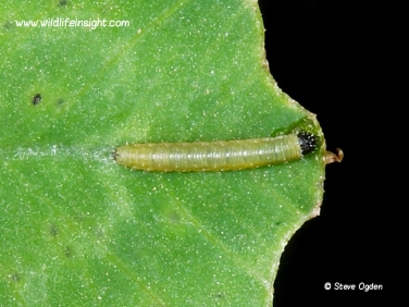 3 day old 3mm Clouded Yellow Butterfly (Colias croceus) caterpillar