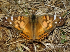 American Painted Lady butterfly (Vanessa virginiensis) recorded in Cornwall © Rowena Castillo-Nicholls