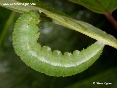 Brimstone butterfly pupating caterpillar