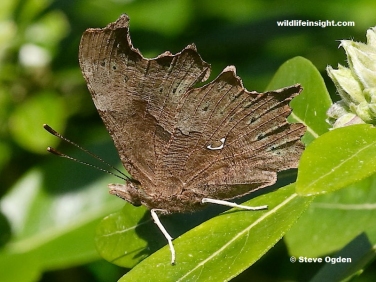 Underside of female Comma Butterfly (Polygonia c-album)