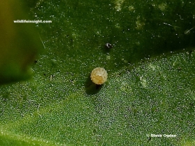 Developing 3 day old egg of a Dark Green Fritillary butterfly