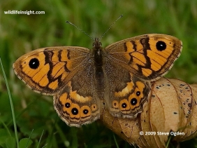 Wall Brown butterfly (Lasiommata megera) female