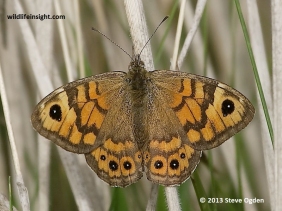 Female Wall Brown butterfly (Lasiommata megera)