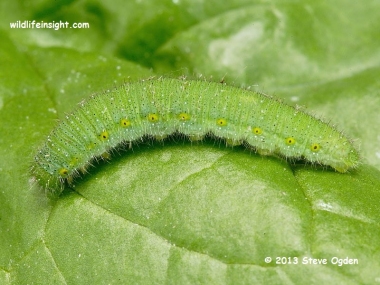 Fully grown Green veined White caterpillar  feeding on spinach 0428