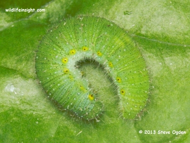 Green-veined White Butterfly caterpillar (Pieris napi) © 2013 Steve Ogden