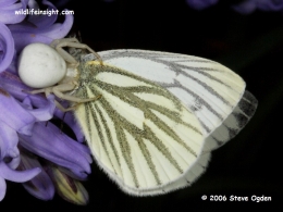 Green-veined White Butterfly and Crab Spider © 2006 Steve Ogden