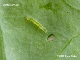 Recently hatched Green-veined-White-butterfly-caterpillar