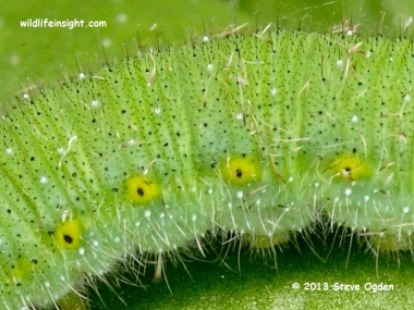 Green-veined White Butterfly caterpillar (Pieris napi) © 2013 Steve Ogden