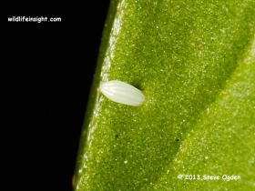 Green-veined White Butterfly egg (Pieris napi) laid on Spinach leaf © 2013 Steve Ogden