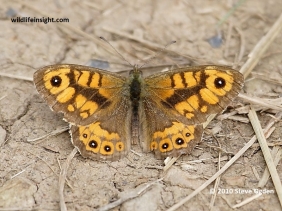 Male Wall Brown butterfly (Lasiommata megera)  © 2010 Steve Ogden