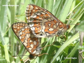 A mating pair of Marsh Fritillary butterflies