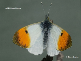 Freshly emerged male Orange-tip butterfly -  photo © Steve Ogden